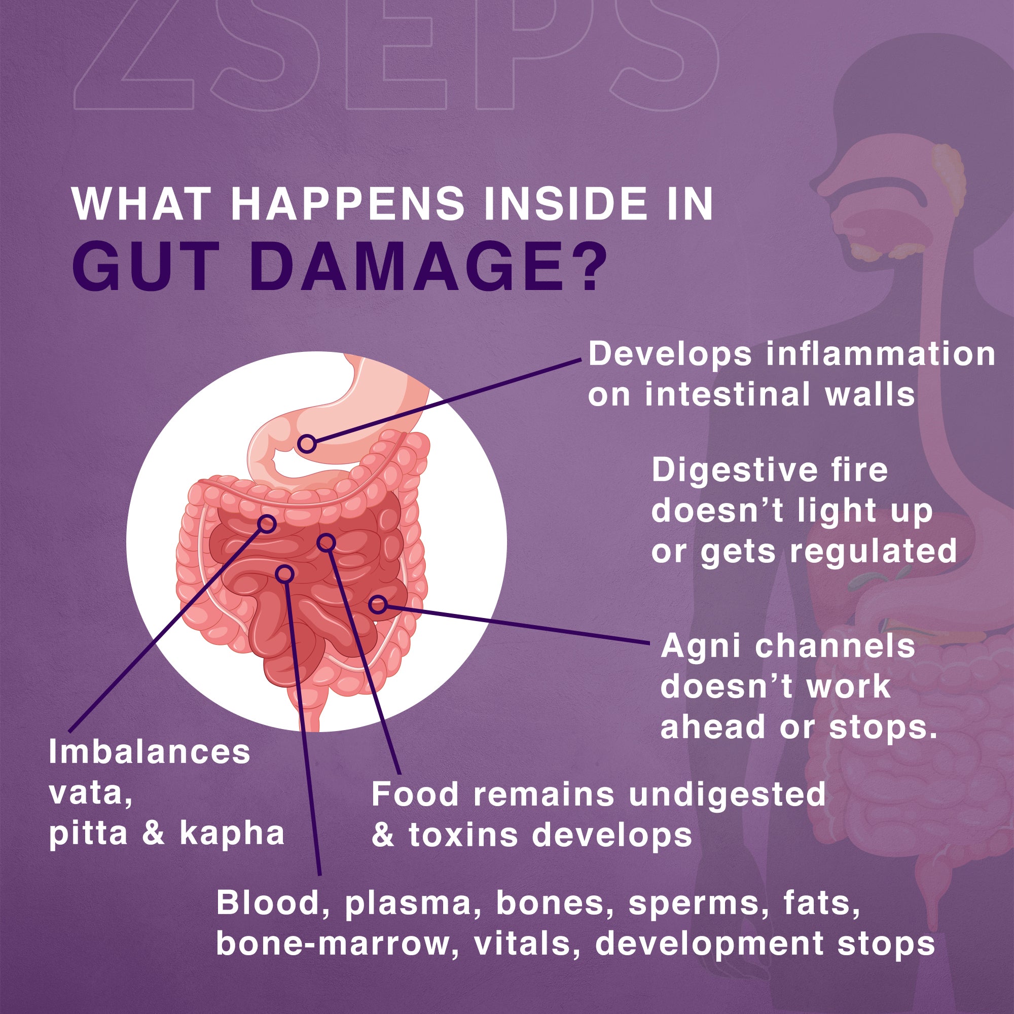 Zseps Gut Health